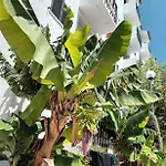 Nora Velha T1 تافيرا